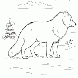 Lobo Artico