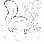 Skunk en busca de comida