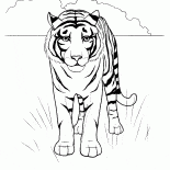Tigre en el desierto