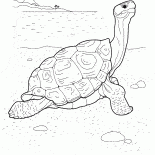 Tortuga en primera línea de mar