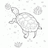 Tortuga en la playa