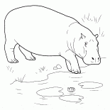 Hippo entra en el cuerpo de agua