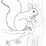 Ardilla que sostiene una tuerca