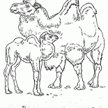Camellos en el desierto