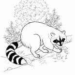 Raccoon pareció que la comida