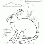 Escondite Conejo