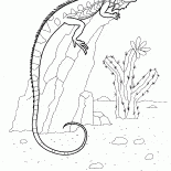 Iguana en una roca