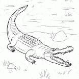 Cocodrilo ha llegado en tierra