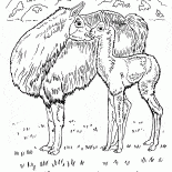 Llamas en el desierto