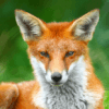 Animales