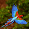 Aves