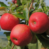 Hojas y frutas