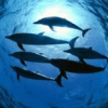 Mundo submarino